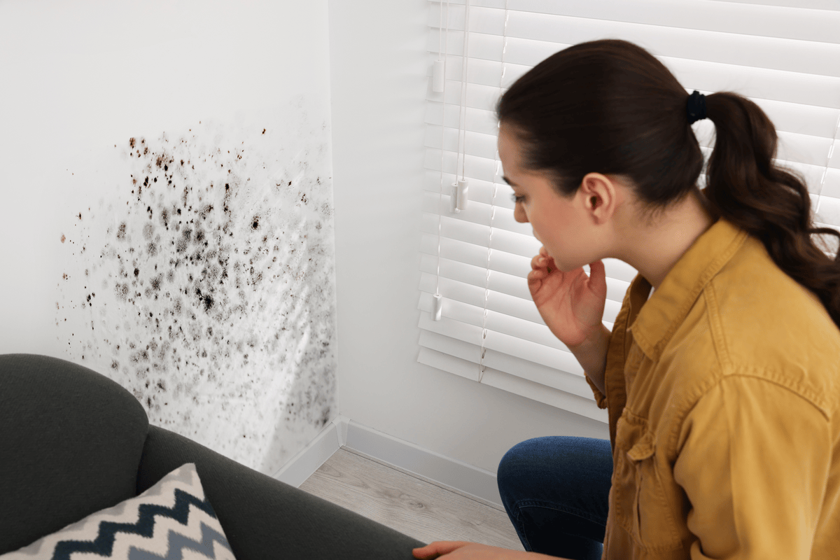 Damp and Mould Training Course
